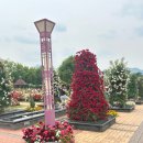 곡성 세계장미축제 2025 솔직 후기｜기차마을+장미정원 완벽 코스 by 또띠양