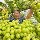 샤인 연합뉴스