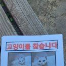 충남 천안시 동남구 신방동쪽 고양이를 찾습니다! 이미지