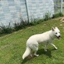 해이당 부산애견호텔 강아지유치원 반려견미용 목욕 교육 훈련 | 위례 애견호텔 :) 강아지 켄넬 교육 하는 벙법