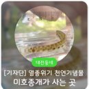 화천 황쏘가리 서식지 이미지