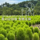 (주)동서문화 | 강원도 영월 여행 동서강정원 청령포원 친절한 해설카트 투어 후기