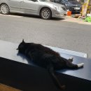식스디그리스커피