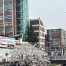 매향여자정보고등학교 | 수원 행궁동 벚꽃, 수원화성 방화수류정 벚꽃