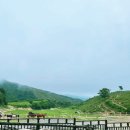 대관령 사파리 목장 이미지