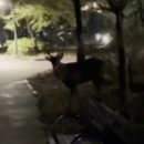 야생사슴농장 이미지