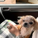 경포몽애견펜션 이미지