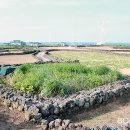 제주와요 이미지