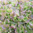 오늘밥상 이미지