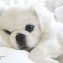인 이미지