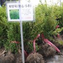 청주나무농원 꽃나무 묘목 구매후기에요