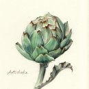 보태니컬 일러스트 이미지