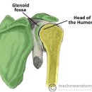 THE SHOULDER JOINT 이미지