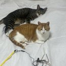 이노동물병원 | 전주 이노동물병원 고양이 스케일링,발치 후기 (+비용첨부)