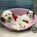 아쵸샵 이미지