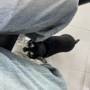 아잉독 애견카페 이미지