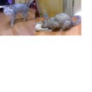 한얼동물병원 이미지