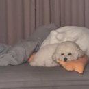 루반하우스 | 파티 푸들 막내 반이의 미용!