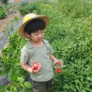 7월14일 🍅방울토마토수확&amp;체육🏃‍♀️ 이미지