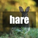 HARE HAIR