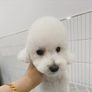 겨우리애견 이미지