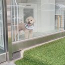 원 반려동물 미용실 | 인천 갈산동 반려동물 미용실, 원반려동물미용실에서 특별한 케어 받아보세요 !