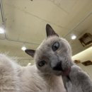 냥이 싸롱 이미지