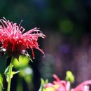 BERGAMOT(베르가못)