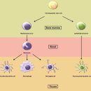 Re: 설탕섭취 phagocytosis 저하, 고혈당 만성염증 논문 통시적 탐구... 이미지