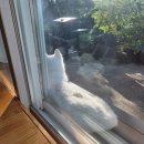 아랑디 애월 이미지