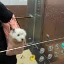 파브 퍼피 이미지