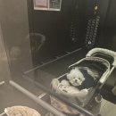 샵세데이(#Sedei) | 내돈내산｜평택 고덕 애견미용 ‘샵세데이’ 비숑 미용 후기