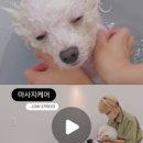 꼼꼼하개 이미지