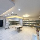 노이펫 강아지 고양이분양 춘천점 | 춘천강아지분양 찾는다면? 전문브리더 직영 ‘노이펫’ 추천🐾