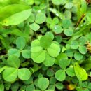 네잎클로버 이미지