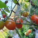 꽃뜨락단양민박 이미지