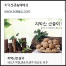 청남농원 | 치악산큰송이버섯 타래과자 맛과 향수로 먹어요