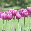 튜울립 이미지