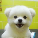 이뿌개 귀엽개 이미지