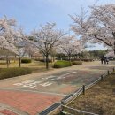 대공원광장대로 | [울산대공원 남문 광장 생태여행관] 벚꽃🌸과 튤립🌷 가득 봄내음 솔솔 풍기는 공원 방문 후기