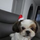 오푸푸 이미지