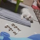 포비밥&면 이미지