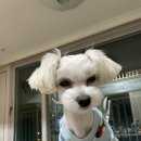 퍼피샬롱 이미지