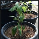 등불농장 이미지