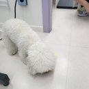 멍냥샤워 네이버블로그