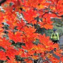 제주 가을, 붉은 추억에 물들다. 한라산 단풍 주말까지 절정 이미지