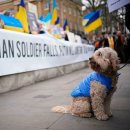 우크라이나 반려동물과 보호자들.twt 이미지