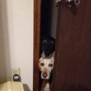 댕댕이와냥이 이미지