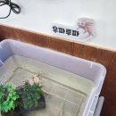 쓰담쓰담해줄개 | 경산 아이와 가볼만한곳[이웃집수달] 수달&amp;친칠라를 직접 만져보는 이색 동물원!
