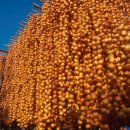 달달한민족 이미지